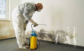 Best Mold Remediation for Vacation Homes  in Port Chester, NY