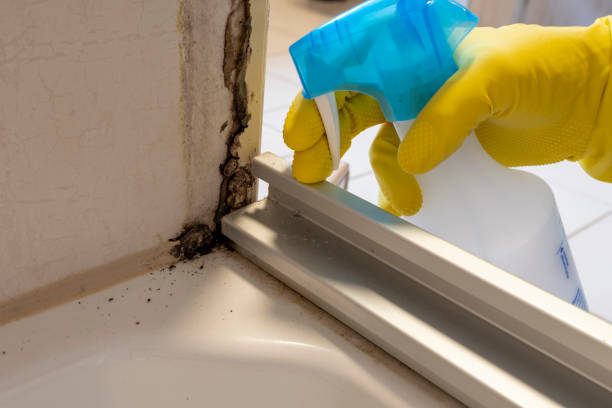 Port Chester, NY Mold Remediation Company